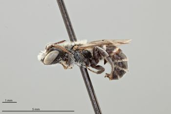 Media type: image;   Entomology 793153 Aspect: habitus lateral view